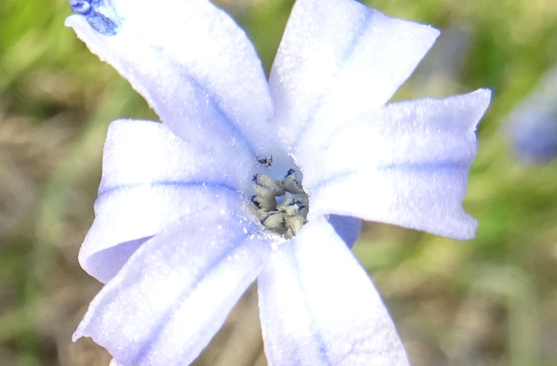Hyacinthus orientalis - Liliaceae